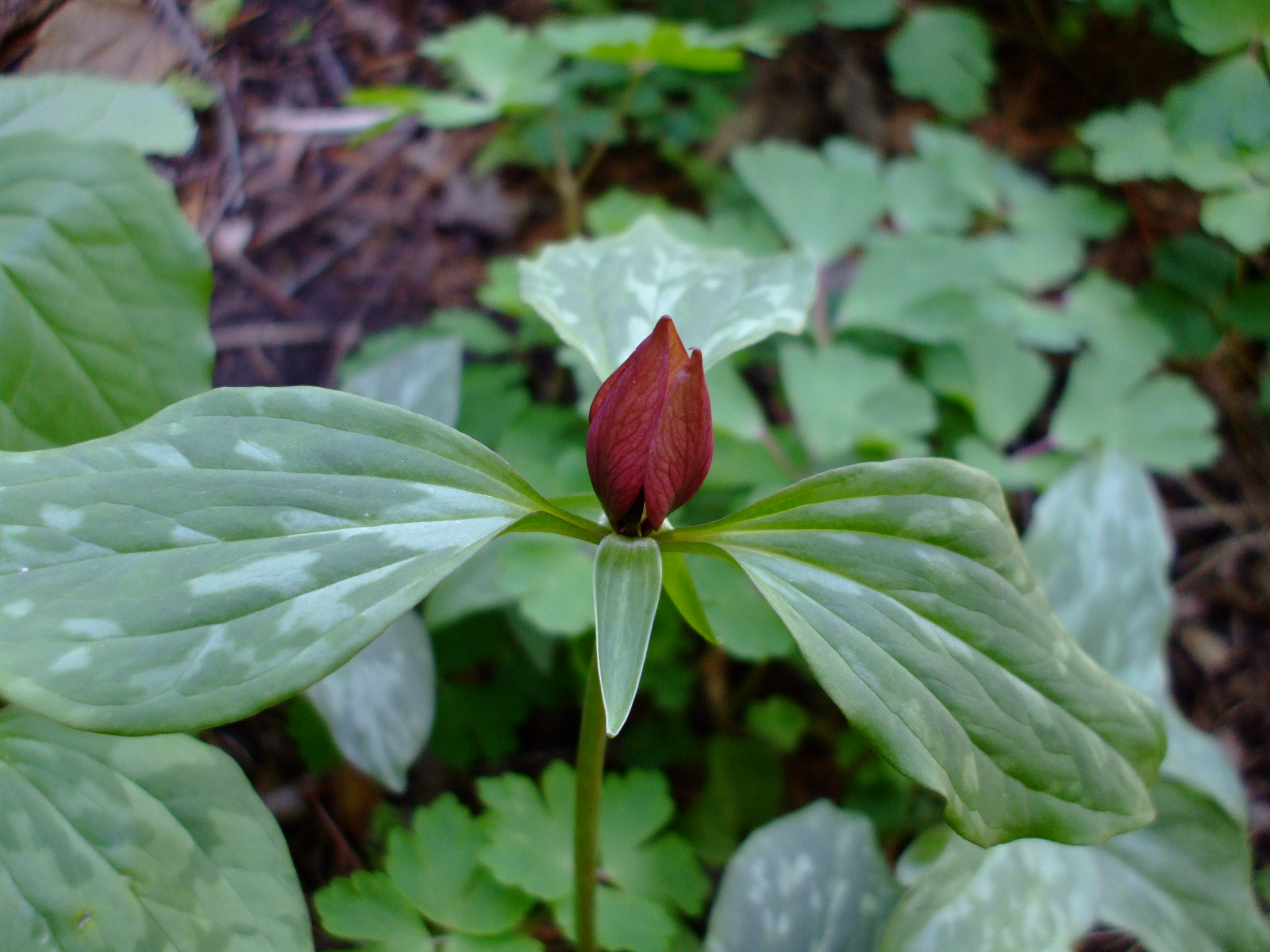 Trillium recurvatum